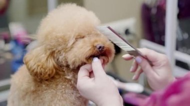 Güzeller güzeli fino köpeğinin kuaförde tımar edilmesi. Saç fırçalı bir köpek için profesyonel bakım.