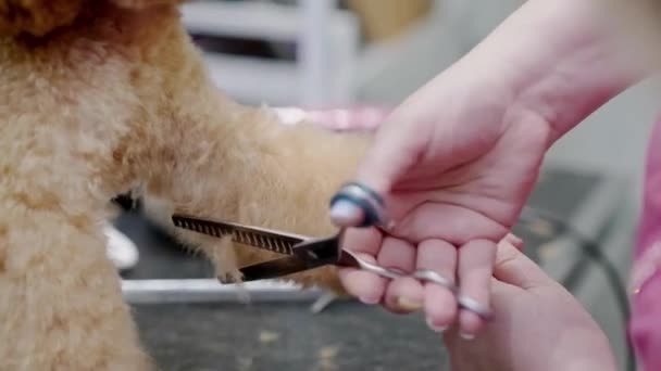 Αφιερωμένο Σκυλί Groomer Χρησιμοποιώντας Ψαλίδι Για Δώσει Ένα Κουτάβι Poodle — Αρχείο Βίντεο