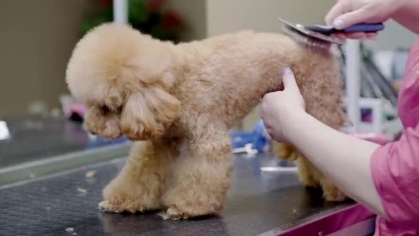Μικρό Σκυλάκι Που Καλλωπίζεται Κομμωτήριο Θηλυκό Κομμωτή Που Φροντίζει Αφράτο — Αρχείο Βίντεο