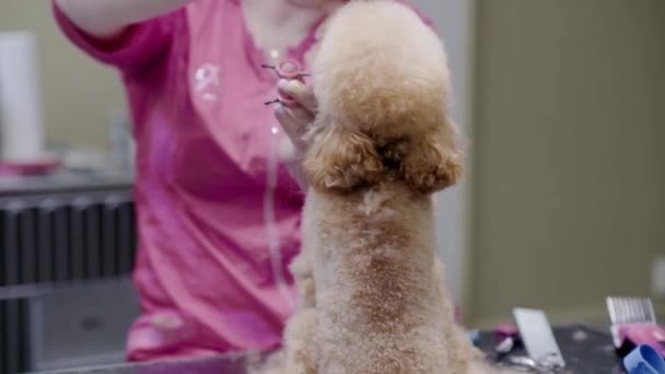 在美容院里用修剪过的剪子剪短小狮子狗的专业发型 — 图库视频影像