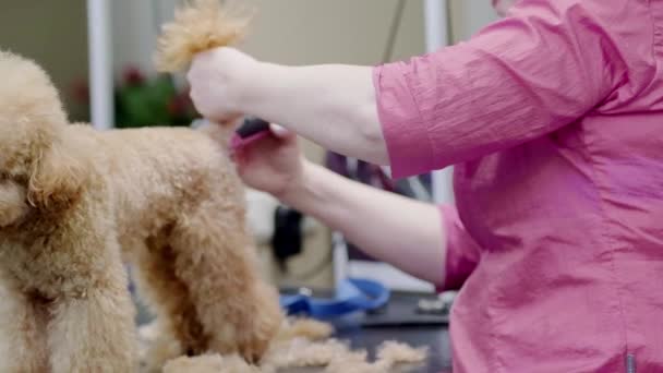 Dog Enjoying Grooming Session Pet Spa Grooming Salon Skilled Groomer — Stock Video