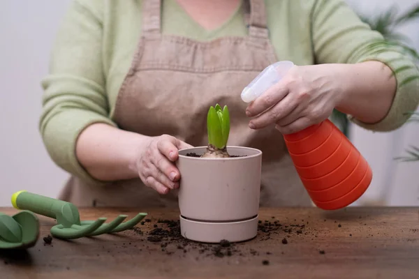 stock image watering by spray bottle a potted houseplant in a greenhouse home gardening on wooden table.