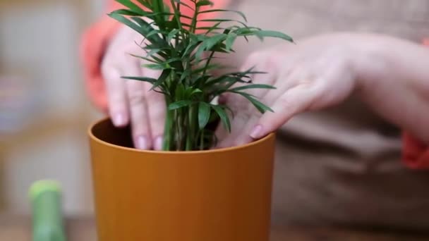 Magie Van Huis Tuinieren Huis Planten Hobby Vrouw Gebruik Spuitfles — Stockvideo