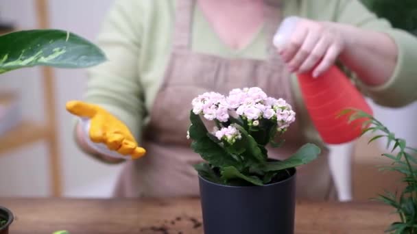 Woman Care Her House Plants Spraying Them Pure Water Bottle — Stock Video
