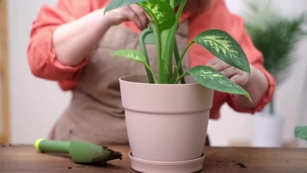 Magic Plant Transplanting Our Skilled Gardener Care Potted Plant Important — Stock Video