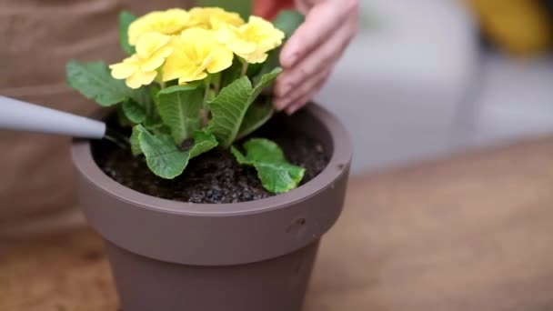 Close Woman Gardener Hands Holding Primrose Plant Watering Preparing Repotting — Stock Video