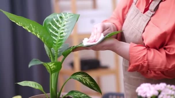 Lady Avental Suavemente Limpeza Limpando Planta Recentemente Transplantada Casa Florista — Vídeo de Stock