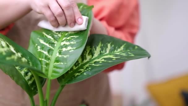 Mulher Jovem Avental Esfrega Folhas Verdes Dieffenbachia Com Microfibra Cuidado — Vídeo de Stock