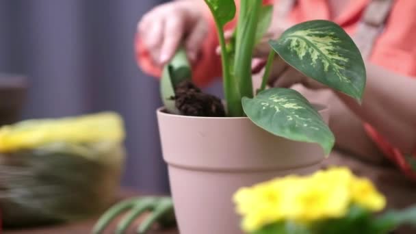Cuidado Planta Interior Primavera Mediante Replantado Una Planta Viendo Sistema — Vídeos de Stock