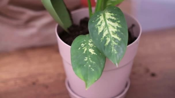 Home Gardening Biophilic Design Concept Woman Replanting Potting Dieffenbachia Plant — Stock Video