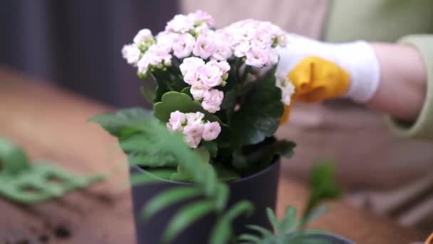 Woman Care Her House Plants Spraying Them Pure Water Bottle — Stock Video