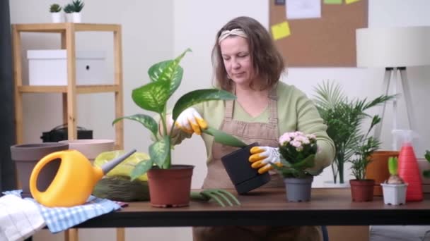 Home Garden Concept Deskundig Kalanchoë Transplanteren Bloempotten Geschoolde Tuinman Aan — Stockvideo