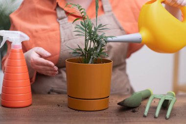 Önlüklü bir kadın nakilden sonra evdeki Chamaedorea bitkisini dekoratif tencereye suluyor, zengin kuru toprakları gübreliyor, bahçecilik, bahçecilik...