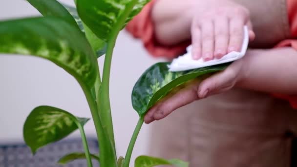 Una Mujer Meticulosamente Limpiando Limpiando Las Hojas Sus Plantas Interior — Vídeos de Stock