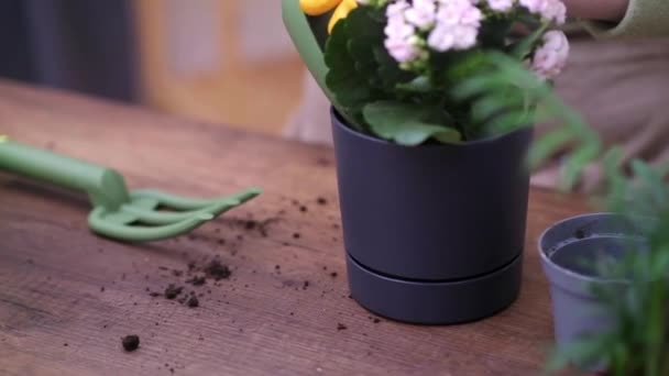 Magie Van Plantenverzorging Vrouw Reproduceert Transplanteert Home Plant Een Nieuwe — Stockvideo