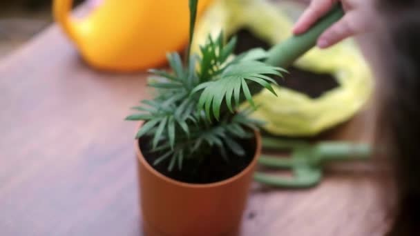 봄철에 오렌지 단지에서하 도리아 식물을 쑤시고 집에서 정원사의 여성의 — 비디오
