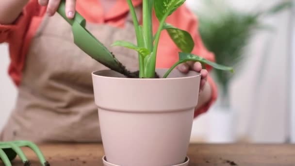 여자는 화초와 집에서 식물을 돌보는 — 비디오