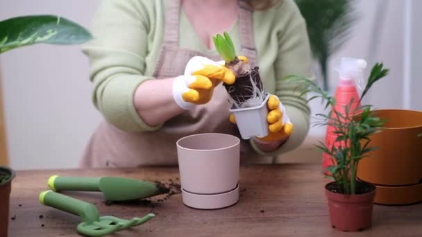 Ogrodnik Transplantacje Hiacynt Żarówki Wewnątrz Roślin Oszałamiającego Garnka Ceramicznego Promowanie — Wideo stockowe
