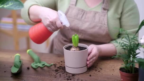 Florist Fertilize Soil Her Recently Transplanted Plant Watering Spray Bottle — Stock Video