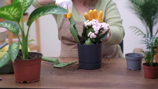 Ogrodnictwo Domowe Satysfakcjonujące Hobby Które Pozwala Pielęgnować Rośliny Pielęgnować Dbałością — Wideo stockowe