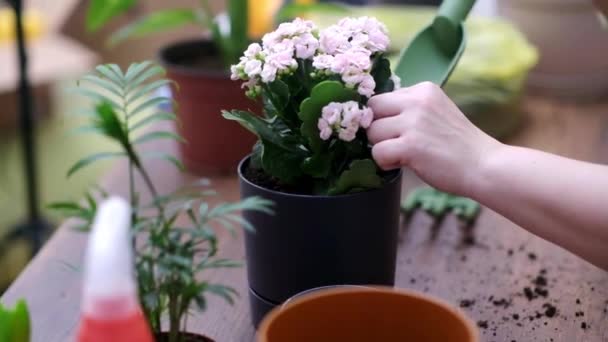 Art Home Gardening Skilled Gardener Flower Pots Watering Spray Bottle — Stock Video