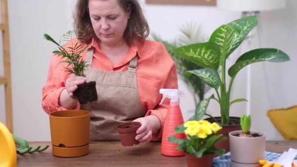 레아는 도구를 사용하여 부드럽게 분갈이를 주의를 기울이는 뿌리를 심는다 오렌지 — 비디오