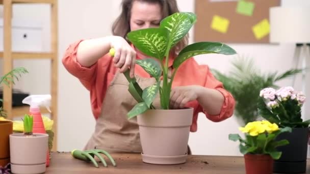 집에서 화초를 돌보는 암컷은 새로운 화분에 화분을 기술을 의식물을 지원한다 — 비디오