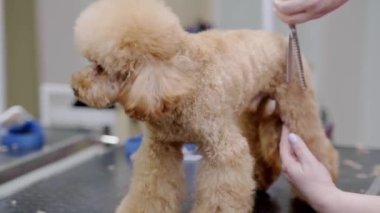 Uzman tımarcıların kaniş köpeklerine baktığı özel bir kuaför. Makas da dahil olmak üzere çeşitli tımar araçları kullanıyorlar.