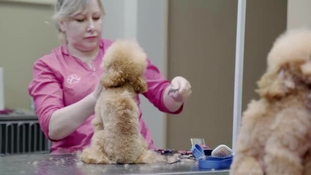 Pies Otrzymuje Fryzurę Salonie Pielęgnacyjnym Spa Dla Zwierząt Domowych Zbliżenie — Wideo stockowe