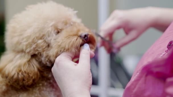 Peliharaan Groomer Memberikan Potongan Rambut Untuk Wajah Anjing Sebuah Salon — Stok Video