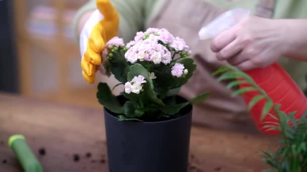 Gießen Sprühflasche Eine Topfpflanze Einem Gewächshaus Hause Gartenarbeit Auf Holztisch — Stockvideo