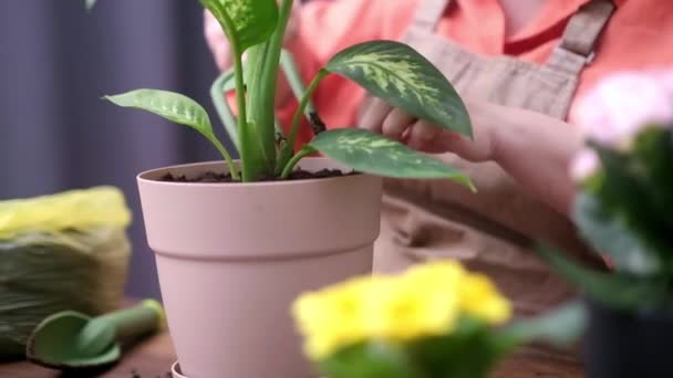 Amor Por Cuidado Las Plantas Que Comprueban Las Hojas Las — Vídeos de Stock