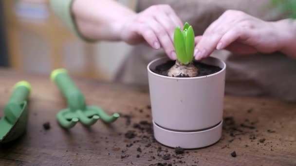 Home Gardening House Plant Decoration Home Gardener Explore Flower Pots — Stock Video