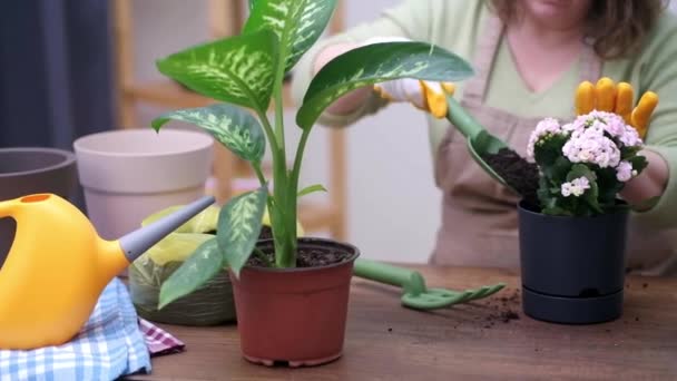 Förvandla Din Hemträdgård Med Handtransplanterad Kalanchoe Nya Krukor Titta Skickliga — Stockvideo