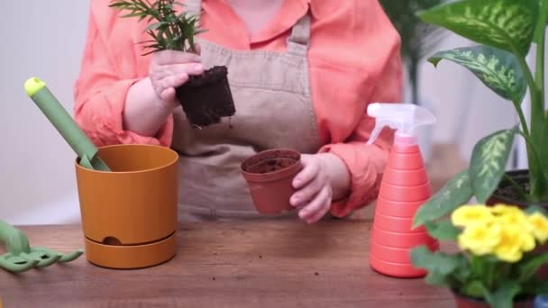 Fachgärtner Verpflanzt Eine Heimische Pflanze Aus Dem Pflanztopf Und Pflegt — Stockvideo
