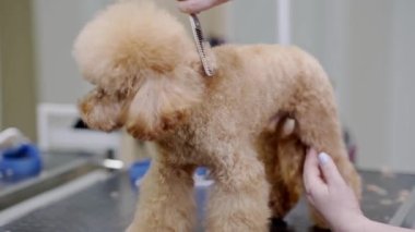 Uzman bir evcil hayvan kuaförü, makas ve diğer bakım araçlarının yardımıyla özel bir salonda köpekleri tımar ediyor..