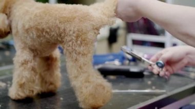 Evcil hayvan bakıcısı, kuaförde makasla köpek kılı buduyor.