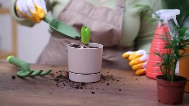 Vrouw Houden Hyacint Bol Plant Klaar Transplanteren Met Wortel Systeem — Stockvideo