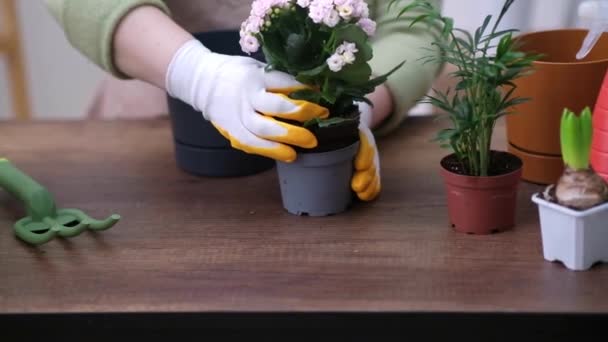 Primavera Houseplant Cuidado Jardineiro Repots Uma Planta Assista Close Sistema — Vídeo de Stock