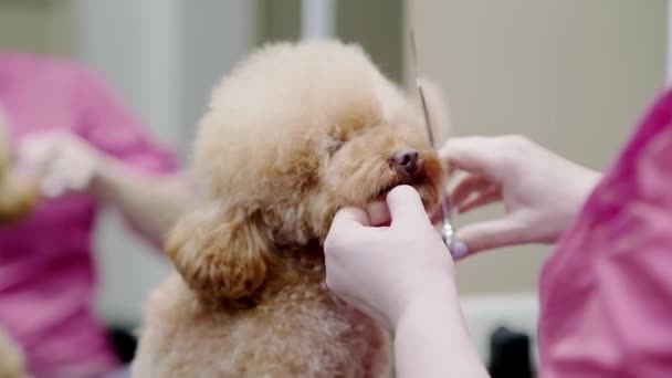 Lächelnder Hund Pet Grooming Salon Kleiner Welpe Wird Groomer Studio — Stockvideo