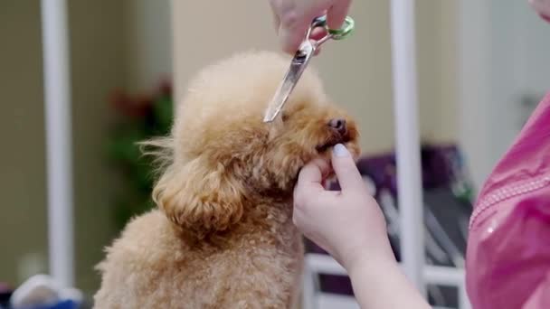 Skilled Groomer Giving Dog Haircut Pet Spa Grooming Salon Close — Stock Video