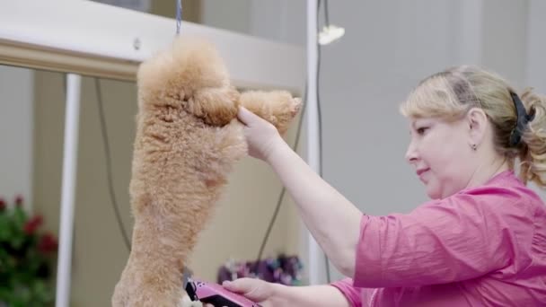스타일리스트가 강아지에게 손질하는 미용실의 사항에 주의를 기울이면서 유행성 머리를 — 비디오