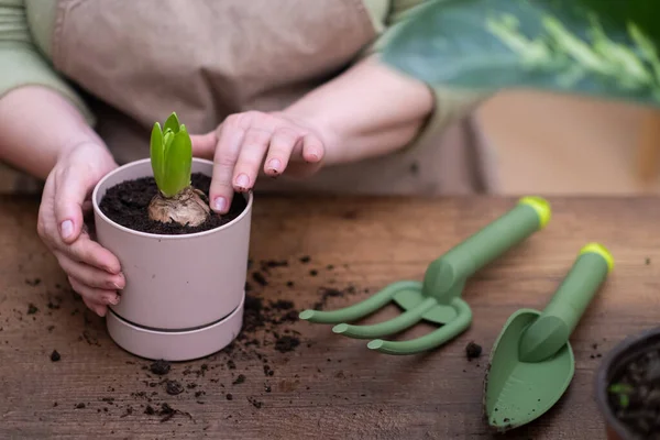 stock image close up home gardening and house plant care, flower pot with hyacinthus, gardening tools, and repotting techniques using a trowel and rake on wooden table 