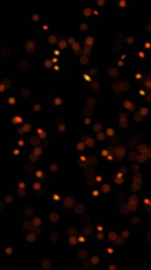 Karanlık arka planda dikey ateş bokeh animasyonu. 4K içinde soyut parlayan parçacıklar