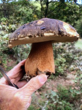 İtalya 'da ormanda çiğ porcini mantarı bulmak.