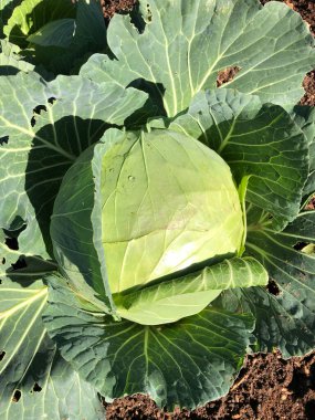 Puglia 'daki çiftlikte taze çiğ siyah lahana.