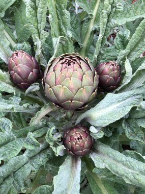 Puglia 'da çiğ enginar yetiştirme