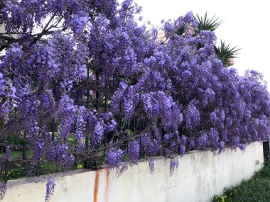 Puglia 'da çiçek açmış güzel bir salkımcık çiçeği