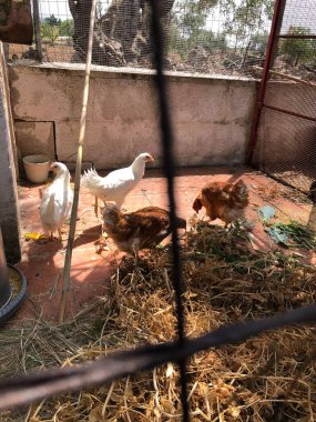 Puglia 'daki yerel çiftlikte bir grup tavuk.