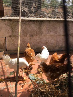 Puglia 'daki yerel çiftlikte bir grup tavuk.